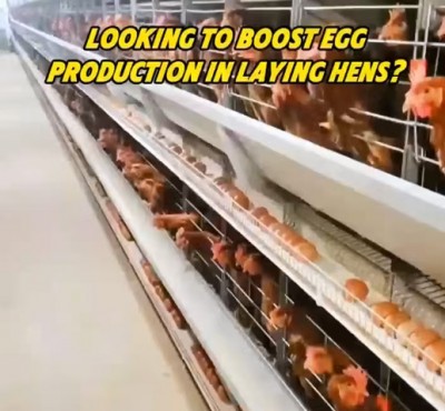 Ønsker du å øke eggproduksjonen i høns?