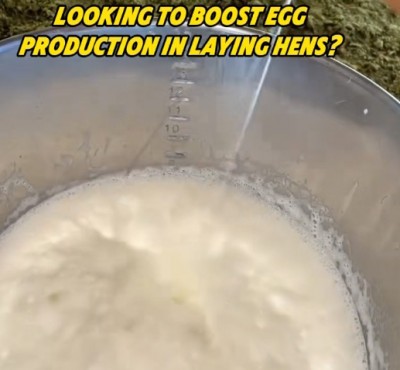 Ønsker du å øke eggproduksjonen i høns?